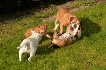 Continental Bulldogs Seeblickbulls Bilderalbum - im Garten am 9. Kotober 2017