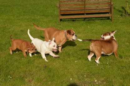 Continental Bulldogs Seeblickbulls Bilderalbum - im Garten am 9. Kotober 2017