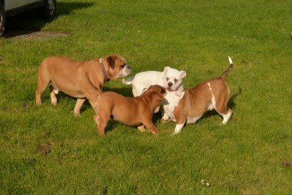 Continental Bulldogs Seeblickbulls Bilderalbum - im Garten am 9. Kotober 2017