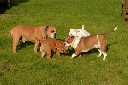 Continental Bulldogs Seeblickbulls Bilderalbum - im Garten am 9. Kotober 2017