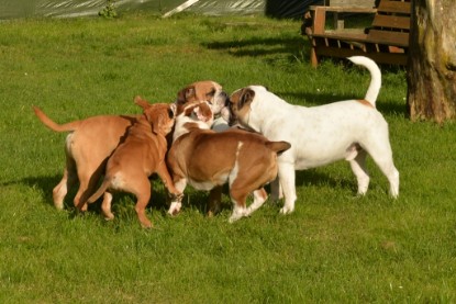 Continental Bulldogs Seeblickbulls Bilderalbum - im Garten am 9. Kotober 2017