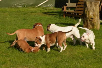 Continental Bulldogs Seeblickbulls Bilderalbum - im Garten am 9. Kotober 2017