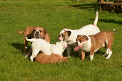 Continental Bulldogs Seeblickbulls Bilderalbum - im Garten am 9. Kotober 2017