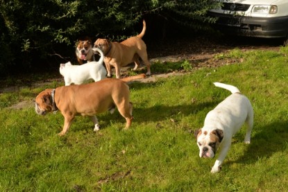 Continental Bulldogs Seeblickbulls Bilderalbum - im Garten am 9. Kotober 2017