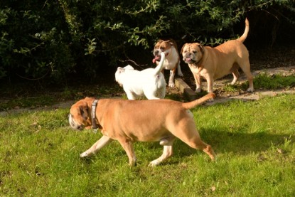 Continental Bulldogs Seeblickbulls Bilderalbum - im Garten am 9. Kotober 2017