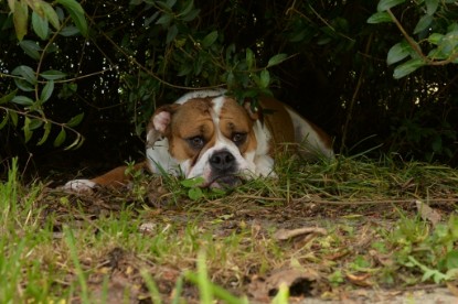 Continental Bulldogs Seeblickbulls Bilderalbum - im Garten am 9. Kotober 2017