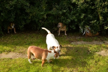 Continental Bulldogs Seeblickbulls Bilderalbum - im Garten am 9. Kotober 2017