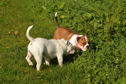 Continental Bulldogs Seeblickbulls Bilderalbum - am See am 13.10.2017