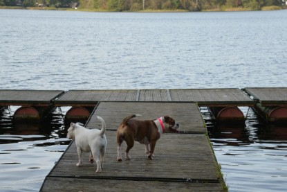 Continental Bulldogs Seeblickbulls Bilderalbum - am See am 13.10.2017