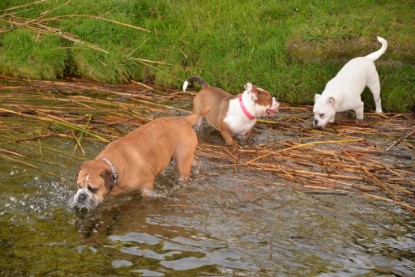 Continental Bulldogs Seeblickbulls Bilderalbum - am See am 13.10.2017