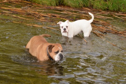 Continental Bulldogs Seeblickbulls Bilderalbum - am See am 13.10.2017