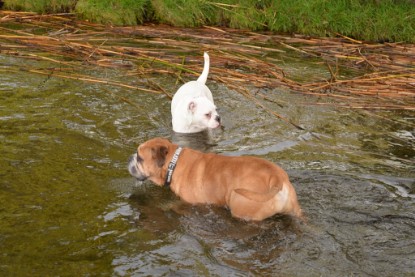 Continental Bulldogs Seeblickbulls Bilderalbum - am See am 13.10.2017