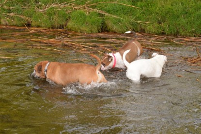 Continental Bulldogs Seeblickbulls Bilderalbum - am See am 13.10.2017