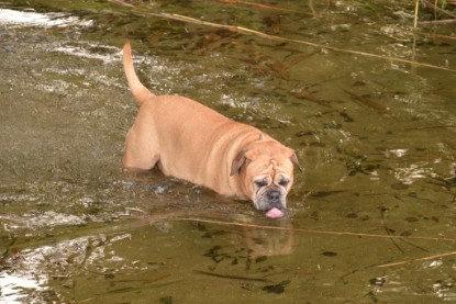 Continental Bulldogs Seeblickbulls Bilderalbum - am See am 13.10.2017