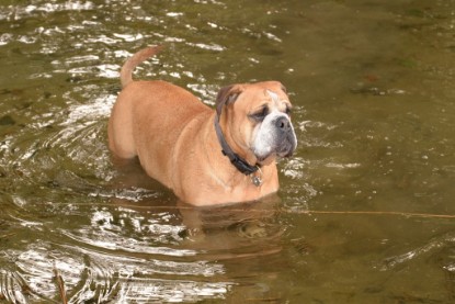 Continental Bulldogs Seeblickbulls Bilderalbum - am See am 13.10.2017