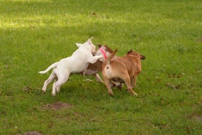 Continental Bulldogs Seeblickbulls Bilderalbum - am See am 13.10.2017