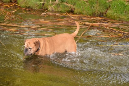 Continental Bulldogs Seeblickbulls Bilderalbum - am See am 13.10.2017