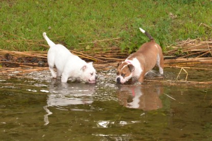 Continental Bulldogs Seeblickbulls Bilderalbum - am See am 13.10.2017