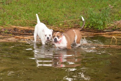 Continental Bulldogs Seeblickbulls Bilderalbum - am See am 13.10.2017