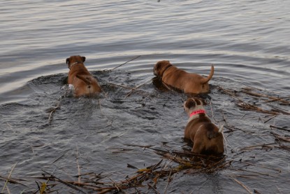 Continental Bulldogs Seeblickbulls Bilderalbum - am See am 13.10.2017