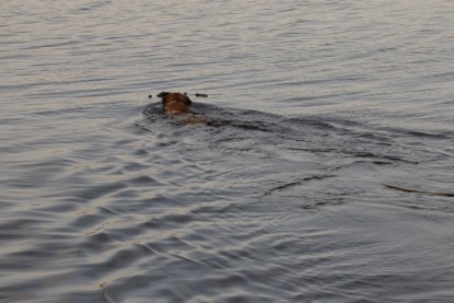 Continental Bulldogs Seeblickbulls Bilderalbum - am See am 13.10.2017