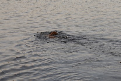 Continental Bulldogs Seeblickbulls Bilderalbum - am See am 13.10.2017