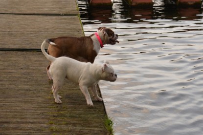 Continental Bulldogs Seeblickbulls Bilderalbum - am See am 13.10.2017