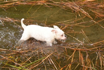 Continental Bulldogs Seeblickbulls Bilderalbum - am See am 13.10.2017