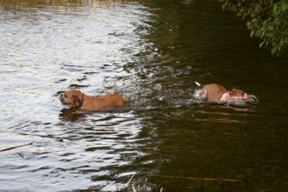 Continental Bulldogs Seeblickbulls Bilderalbum - am See am 13.10.2017