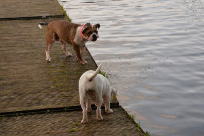 Continental Bulldogs Seeblickbulls Bilderalbum - am See am 13.10.2017