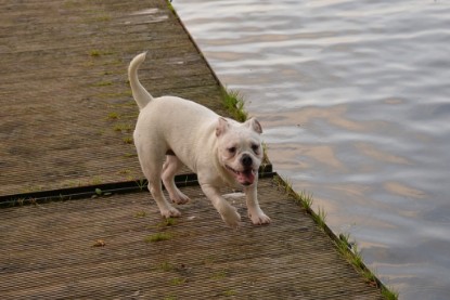 Continental Bulldogs Seeblickbulls Bilderalbum - am See am 13.10.2017