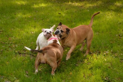 Continental Bulldogs Seeblickbulls Bilderalbum - am See am 13.10.2017