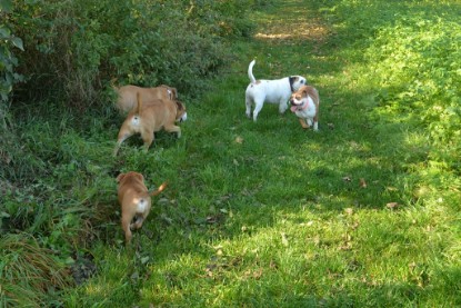 Continental Bulldogs Seeblickbulls Bilderalbum - am See am 15.10.2017