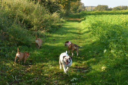 Continental Bulldogs Seeblickbulls Bilderalbum - am See am 15.10.2017