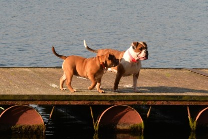 Continental Bulldogs Seeblickbulls Bilderalbum - am See am 15.10.2017