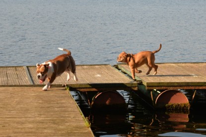 Continental Bulldogs Seeblickbulls Bilderalbum - am See am 15.10.2017