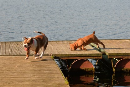 Continental Bulldogs Seeblickbulls Bilderalbum - am See am 15.10.2017