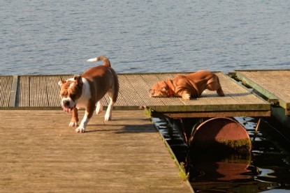 Continental Bulldogs Seeblickbulls Bilderalbum - am See am 15.10.2017