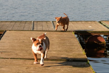 Continental Bulldogs Seeblickbulls Bilderalbum - am See am 15.10.2017