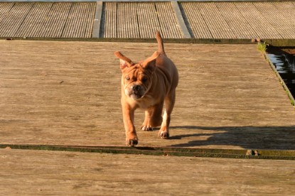 Continental Bulldogs Seeblickbulls Bilderalbum - am See am 15.10.2017