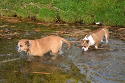 Continental Bulldogs Seeblickbulls Bilderalbum - am See am 15.10.2017