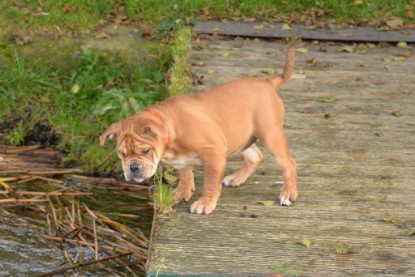 Continental Bulldogs Seeblickbulls Bilderalbum - am See am 15.10.2017