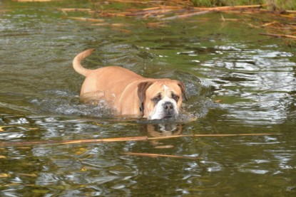 Continental Bulldogs Seeblickbulls Bilderalbum - am See am 15.10.2017