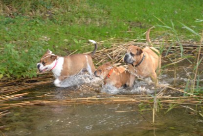 Continental Bulldogs Seeblickbulls Bilderalbum - am See am 15.10.2017