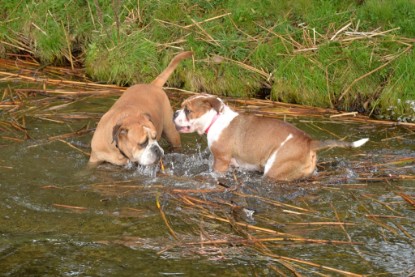 Continental Bulldogs Seeblickbulls Bilderalbum - am See am 15.10.2017