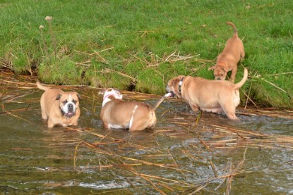 Continental Bulldogs Seeblickbulls Bilderalbum - am See am 15.10.2017