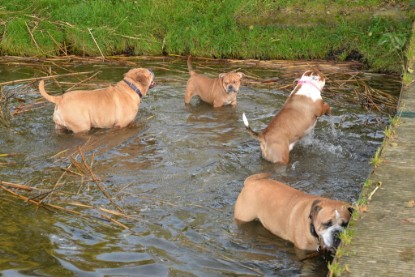 Continental Bulldogs Seeblickbulls Bilderalbum - am See am 15.10.2017