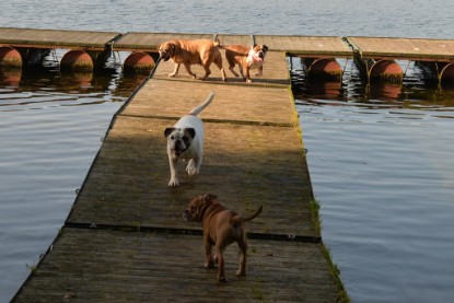 Continental Bulldogs Seeblickbulls Bilderalbum - am See am 15.10.2017