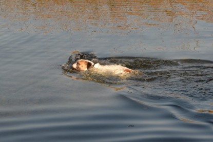 Continental Bulldogs Seeblickbulls Bilderalbum - am See am 15.10.2017