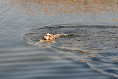 Continental Bulldogs Seeblickbulls Bilderalbum - am See am 15.10.2017